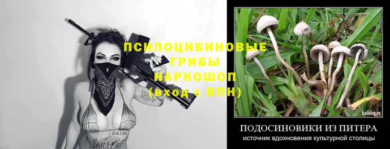 Псилоцибиновые грибы Psilocybe  Медногорск 